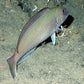 Tile Fish Rigs, Circle Hook Rigs (5/0 - 9/0  1x wire Circle Hooks) - Reel Draggin' Tackle - 16