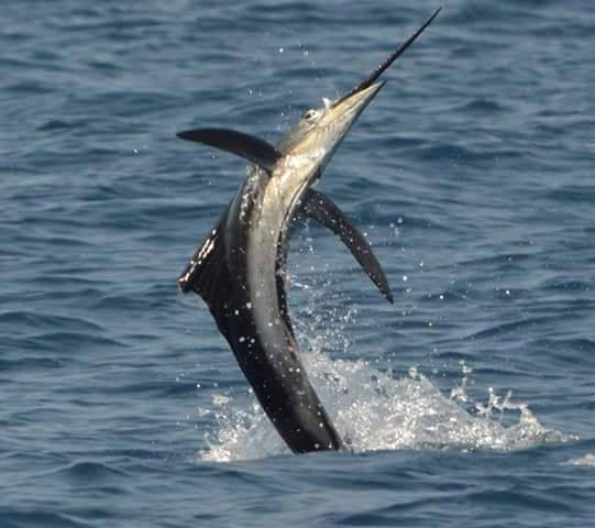 Pez Vela Sportfishing -Costa Rica- - Reel Draggin' Tackle - 5