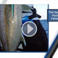 Cancun Sport Fishing Package -7 days and 7 nights at a 5-star resort for TWO-